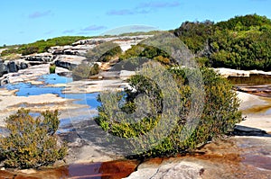 Australian bush walking