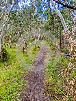 Australian Bush and Walking Path