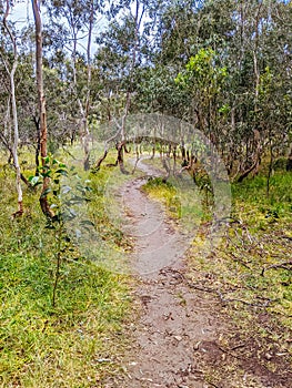 Australian Bush and Walking Path