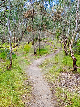 Australian Bush and Walking Path