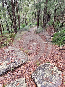 Australian bush walking track in the rain surrounded by eucalypt forest