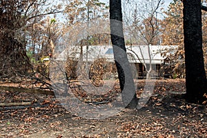 Australian bushfire aftermath: Burnt and damaged trees and property