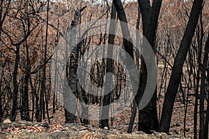 Australian bushfire aftermath: burnt eucalyptus trees
