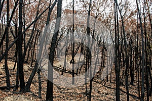 Australian bushfire aftermath: burnt eucalyptus trees