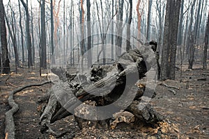 Australian bushfire aftermath: burnt eucalyptus trees