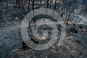 Australian bushfire aftermath: burnt eucalyptus trees damaged by the wildfire