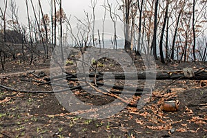 Australian bushfire aftermath: burnt eucalyptus trees and gas bottle damaged by fire