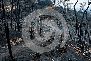 Australian bushfire aftermath: burnt eucalyptus trees suffered from a wildfire