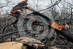 Australian bushfire aftermath: burnt trees debris