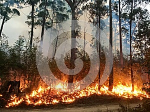 Australian Bushfire
