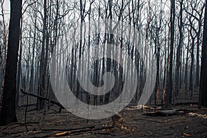 Australian bushfires aftermath: burnt eucalyptus trees