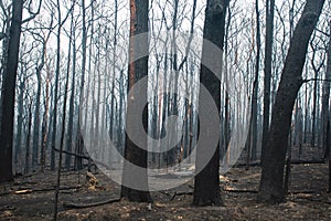 Australian bushfires aftermath: burnt eucalyptus trees damaged by fire