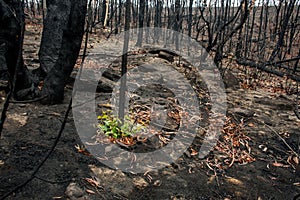 Australian bushfires aftermath: eucalyptus trees recovering after severe fire damage