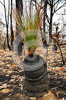 Australian bushfires aftermath: grass tree recovering after severe fire damage