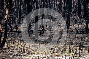 Australian bushfires aftermath: recovery