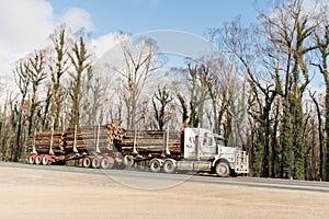 Australian bushfires aftermath: a truck with burned pines logs which was badly damaged by severe bushfires and nedd to cut down