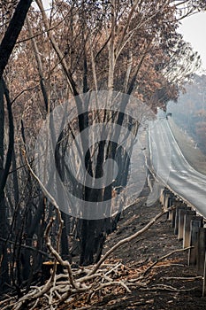 Australian bushfires: burnt eucalyptus tree along the road at Blue Mountains