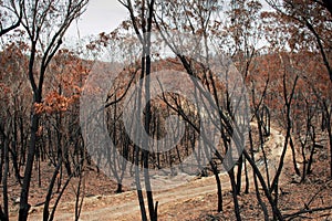 Australian bushfires: eucalyptus trees