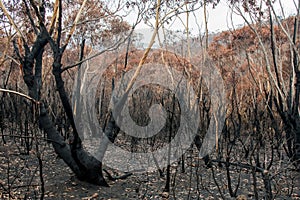 Australian bushfires: half burnt eucalyptus trees