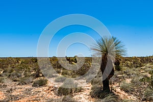 Australian bushland landscape. Black boy tree or grass tree