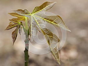 Australian bushtucker juvenile Candlenut Tree