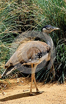 AUSTRALIAN BUSTARD ardeotis australis, ADULT