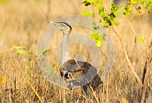 Australian bustard or plains turkey