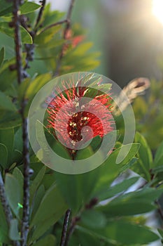 Australian callistemon plant red bottle brush flower blooming on sunny outdoors.