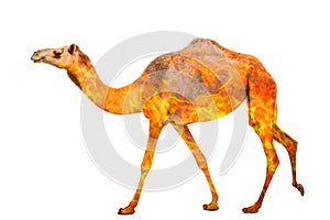 Australian camel in the fire isolated
