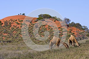 Australian Camels in the Outback