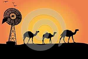 Australian camels with windmill in the sunset