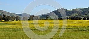 Australian Canola Fields