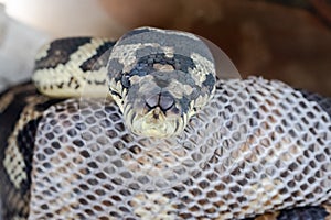 Australian Carpet Python photo