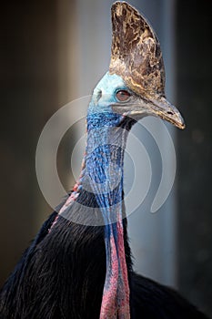 Australian cassowary