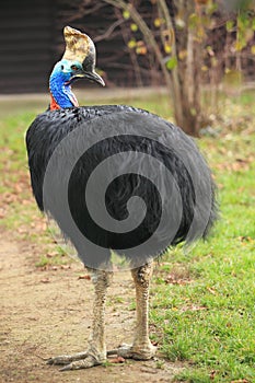 Australian cassowary