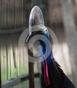 Australian Cassowary Casuarius casuarius Closeup Shot