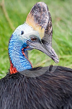 Australian cassowary