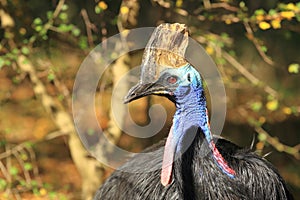 Australian cassowary