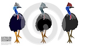 Australian Cassowary Vector illustration