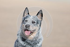 Australian cattle breed dog or Blue heeler portrait outdoors