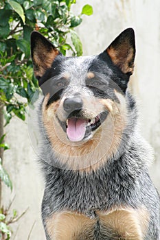 Australiano bestiame il cane 