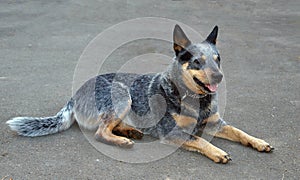 Australian Cattle Dog