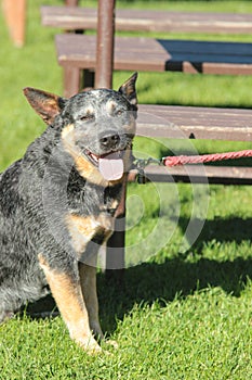 Australian Cattle Dog