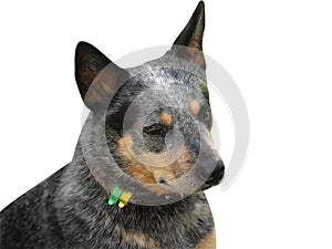 Australian Cattle Dog