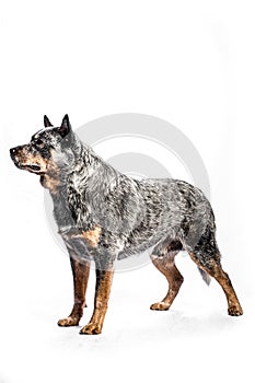 Australian Cattle Dog