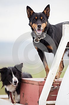 Australian Cattle dog, also known as a Blue Heeler and a Border Collie sheep dog