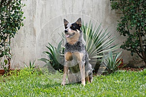 Australian Cattle Dog Blue Heeler ACD