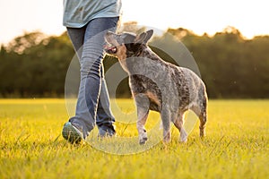 Australian Cattle Dog Blue Heeler healing by owner