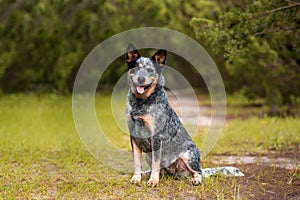 Australian Cattle Dog Blue Heeler with perfect markings