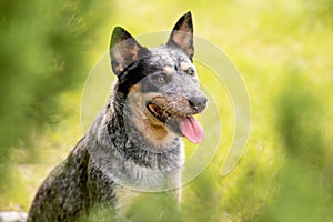 Australian Cattle Dog Blue Heeler with perfect markings